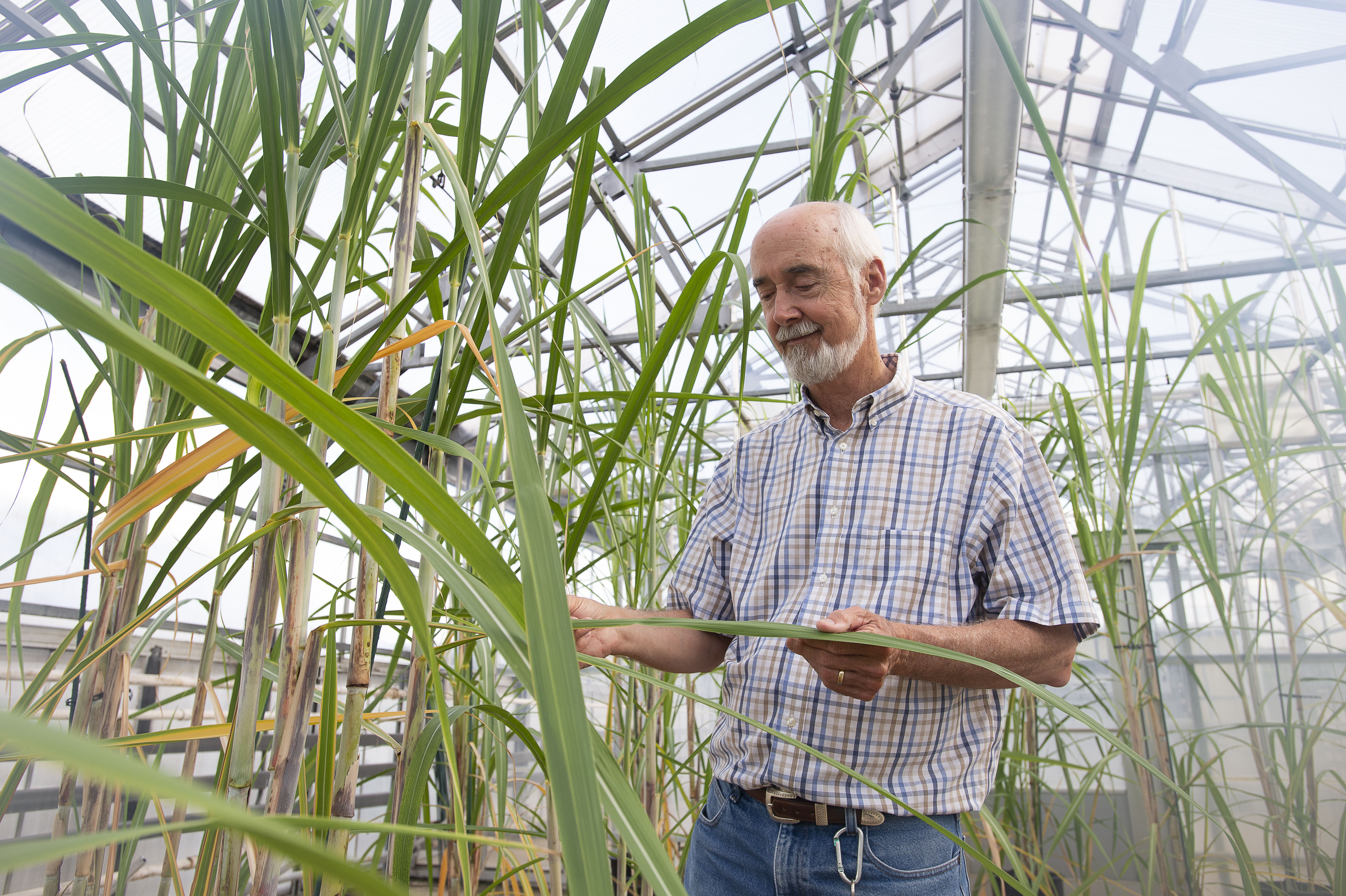 Managing Sugarcane Disease Through a Public and Private Sector Partnership 